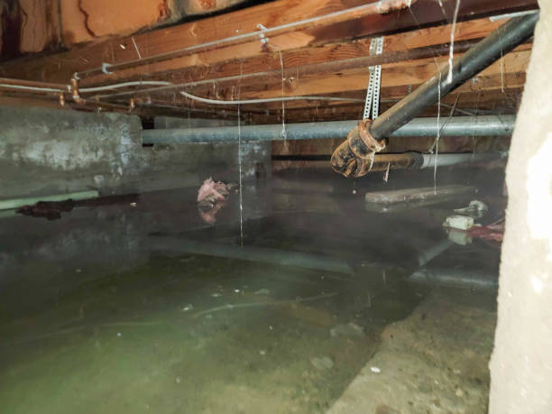 Best Mold removal after water damage  in Clinton, PA